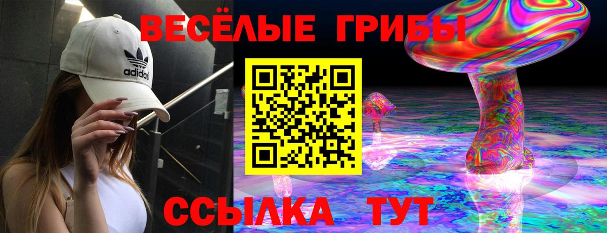Заволжье  Псилоцибиновые грибы прущие грибы  Вход с VPN  Псилоцибиновые грибы GOLDEN TEACHER 